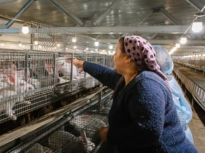 В Год кролика в Ковровском районе закрывают предприятие по разведению кроликов
