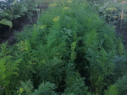 Как вырастить идеальную морковку зимой