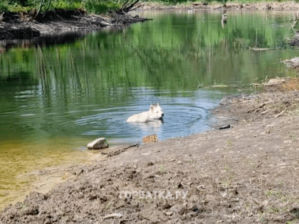 В Селивановском районе купаться нельзя