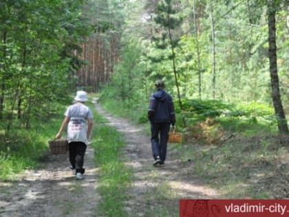 Отправляясь в лес, помните о безопасности