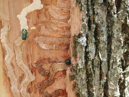 Мэрия Владимира будет бороться с ясеневой изумрудной златкой до полного искоренения