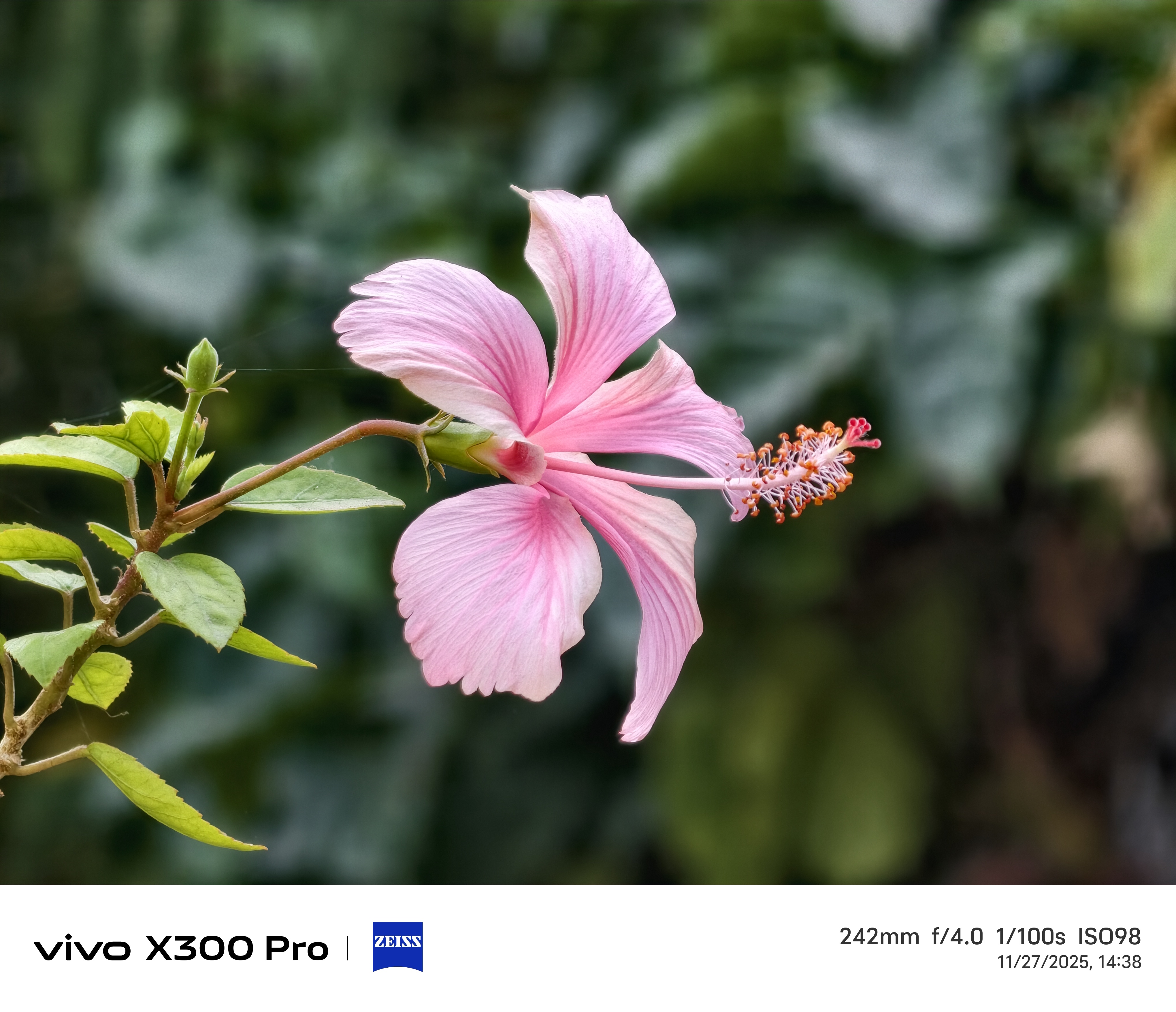 Vivo X300 Pro Camera Sample