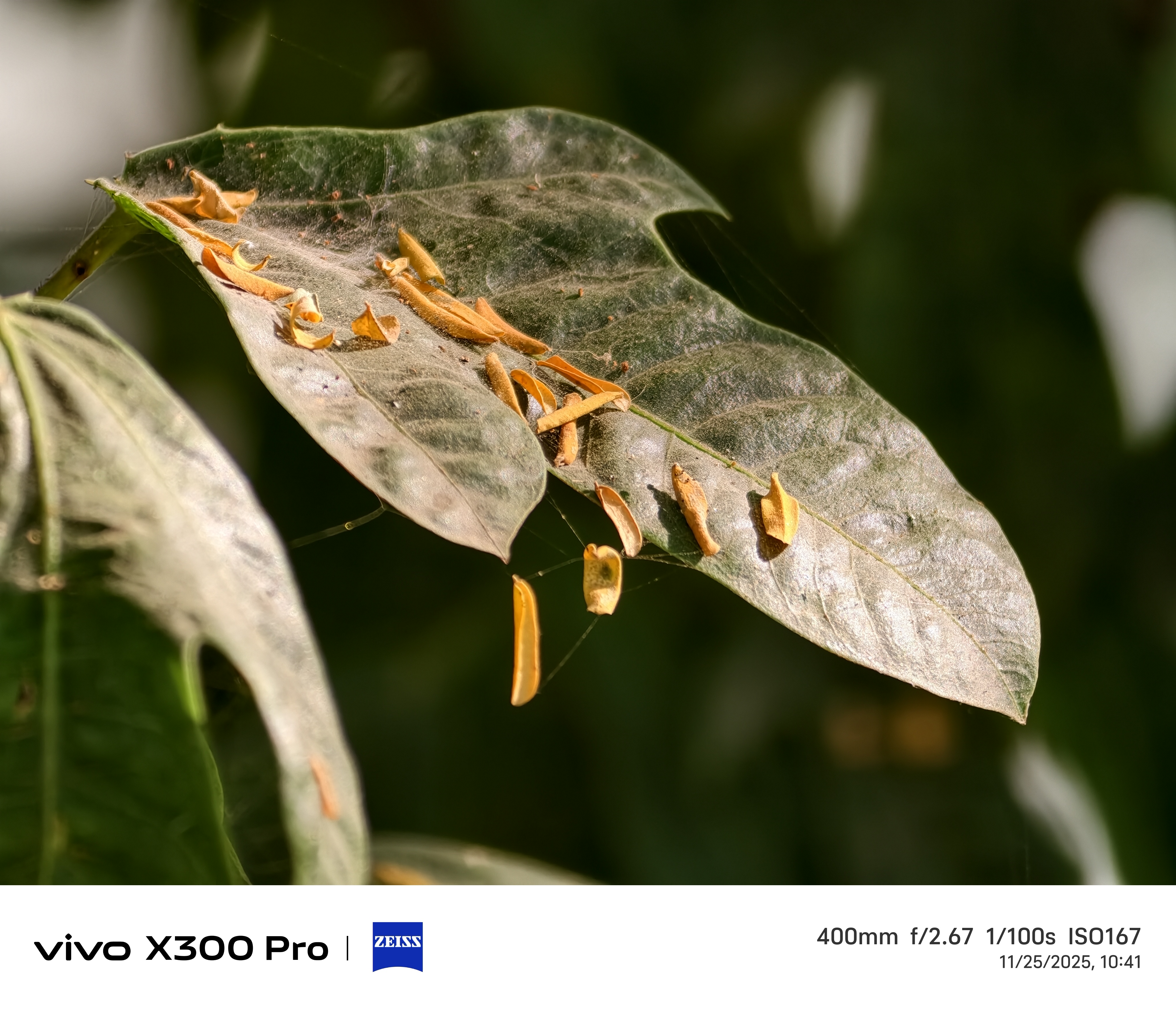 Vivo X300 Pro Camera Sample