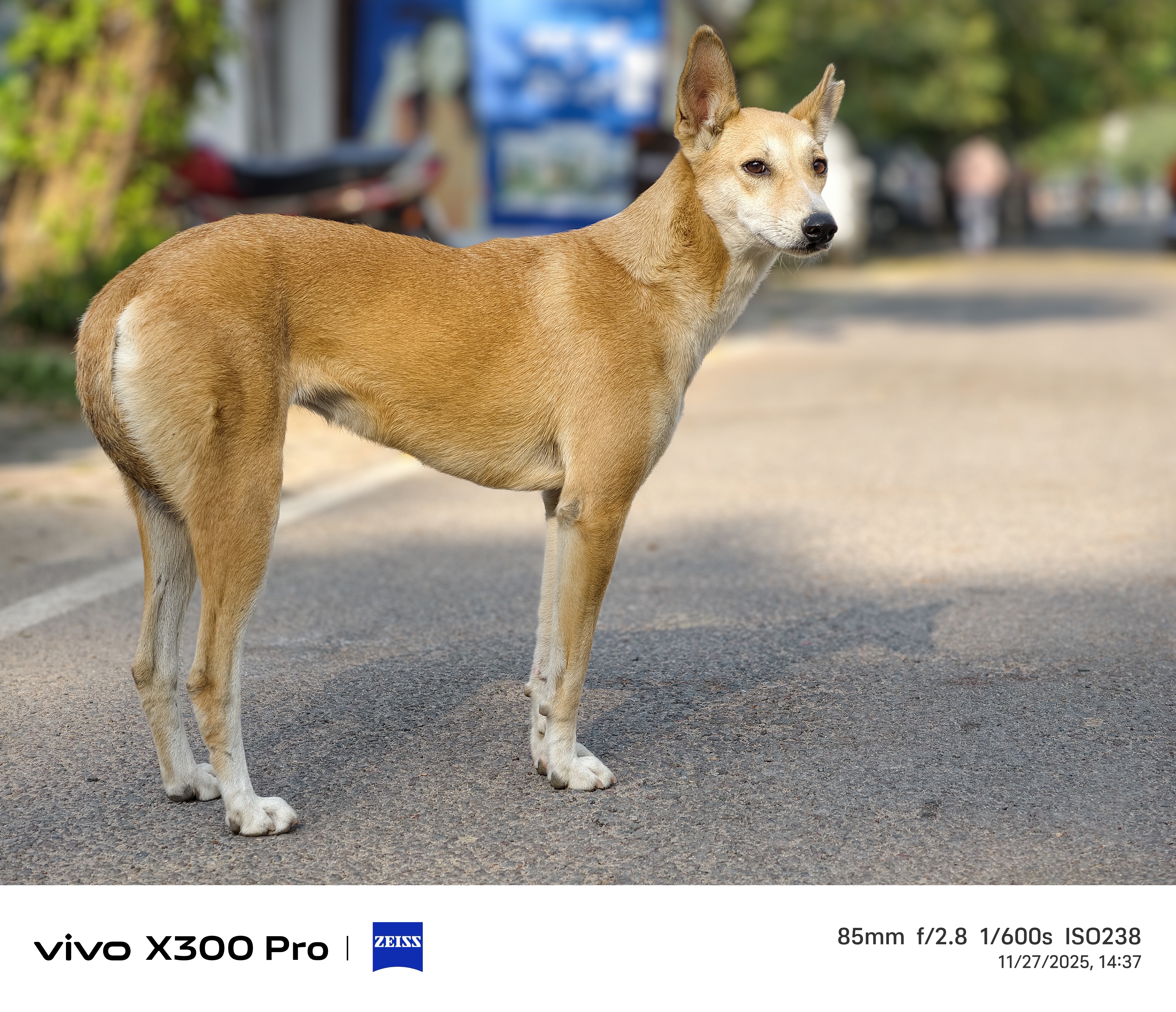 Vivo X300 Pro Camera Sample