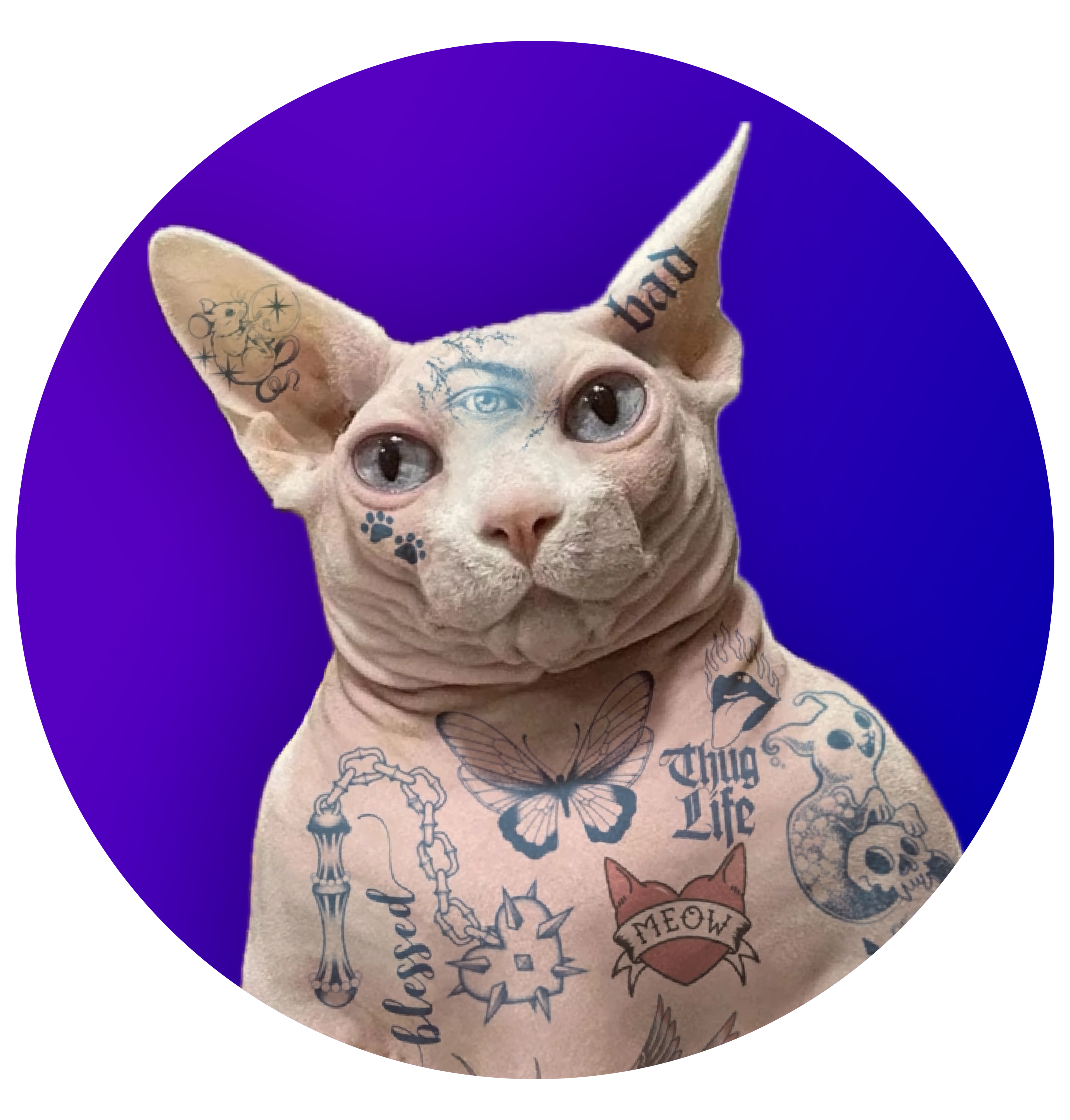 CatWifTat Profile Picture