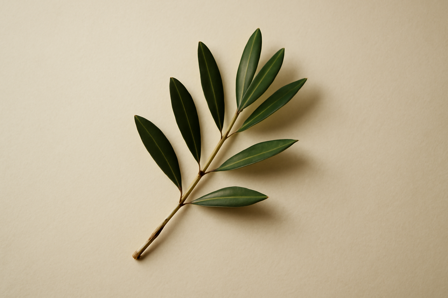 build peace habits peace guide - Walk For Peace