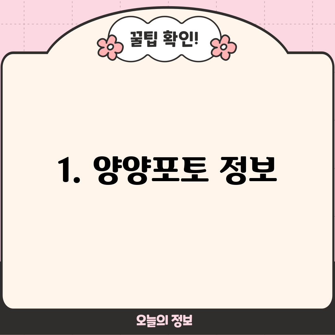 1. 양양포토 정보