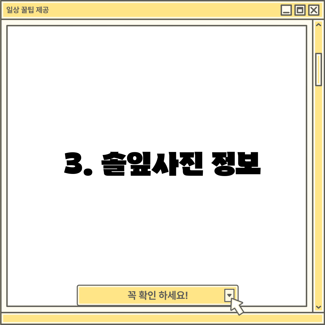 3. 솔잎사진 정보