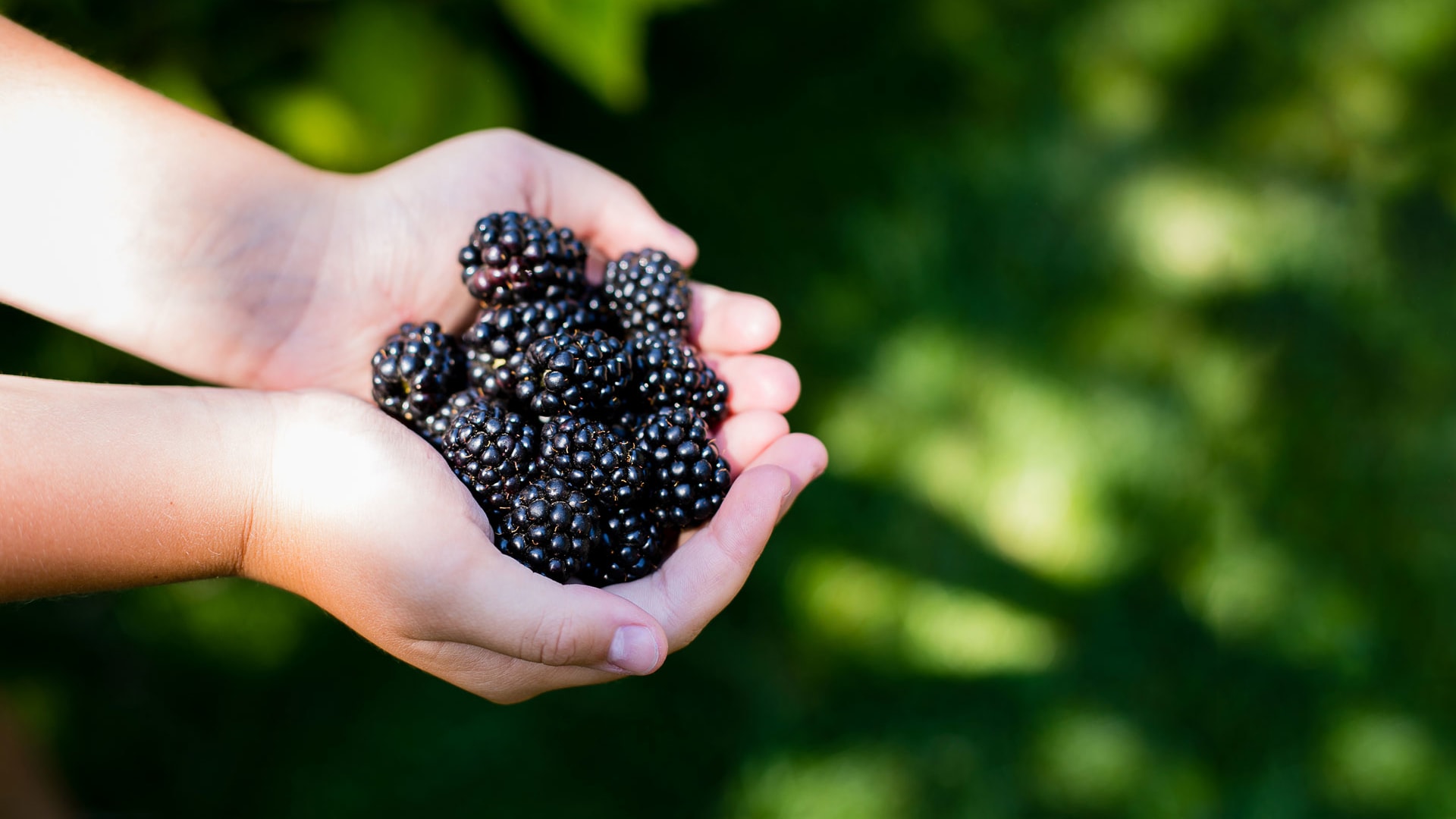 fruit picking