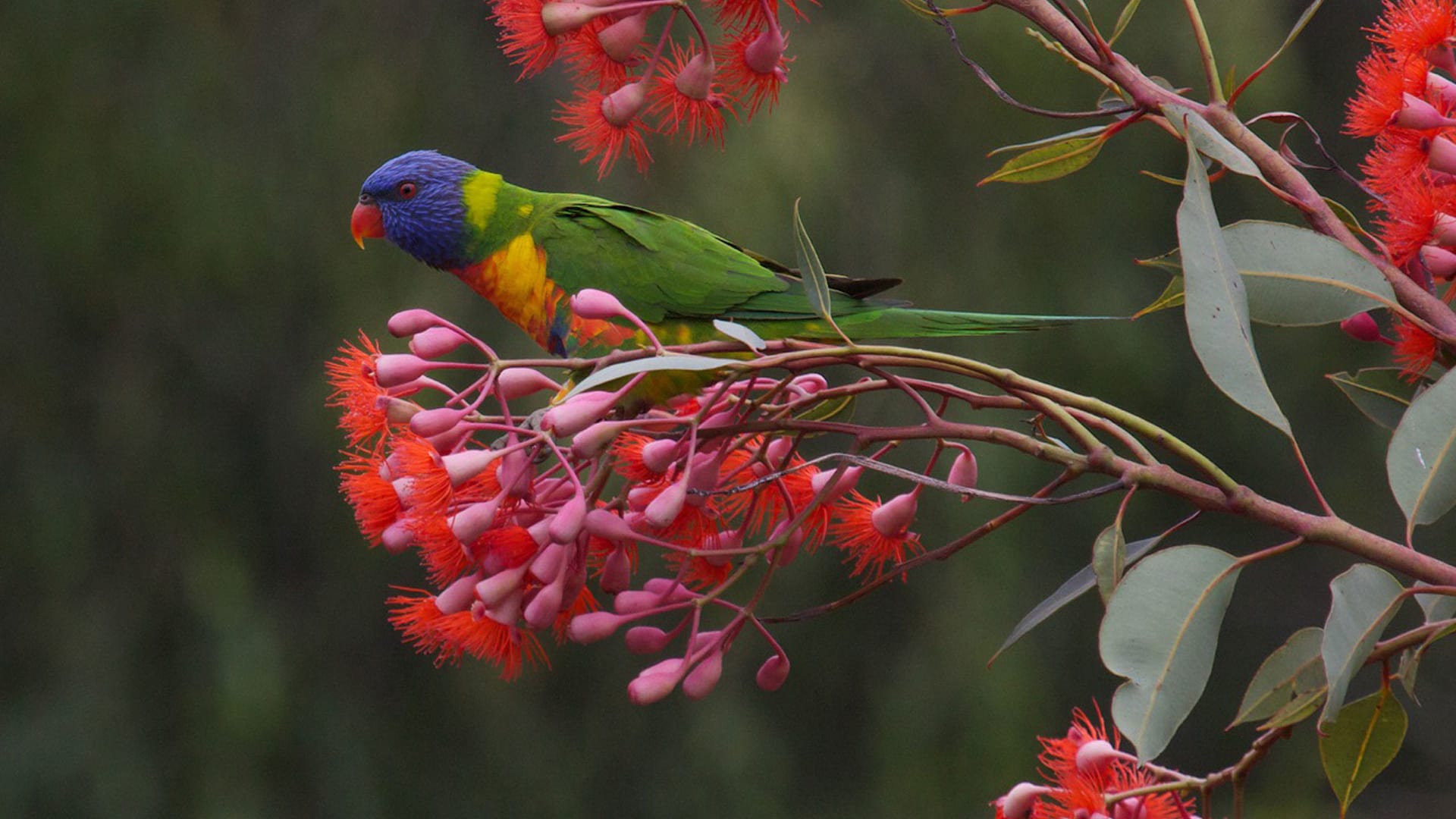 wildlife &