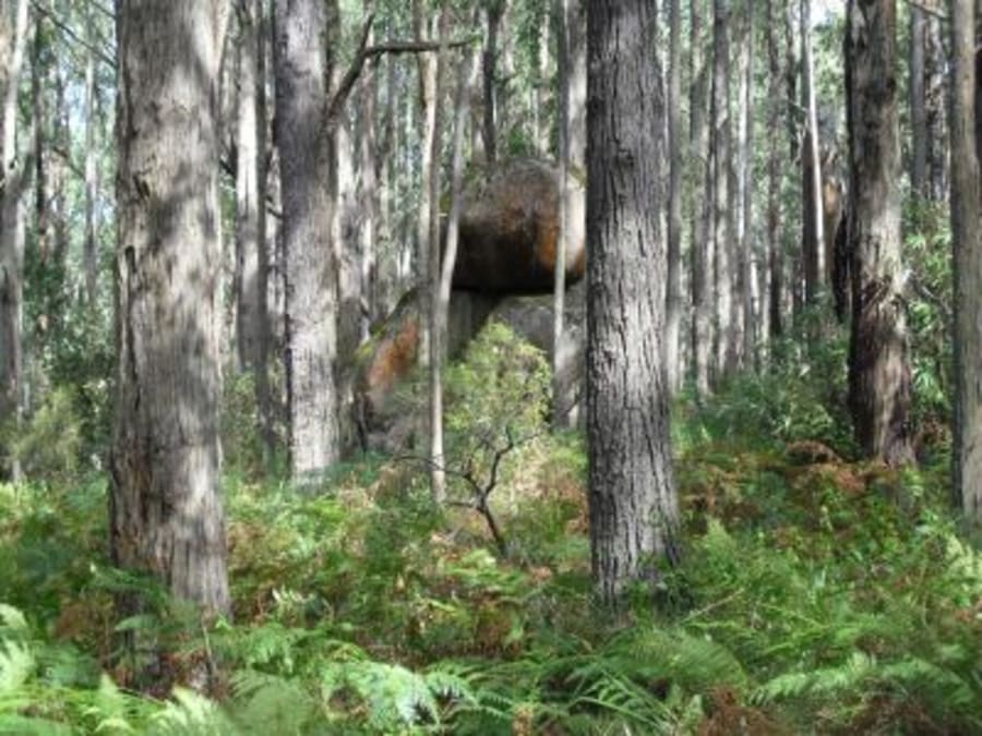 Bunyip State Park