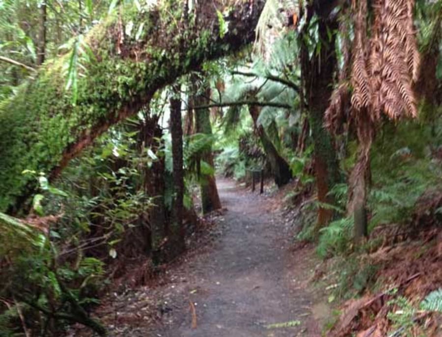 Hardy Gully Nature Walk