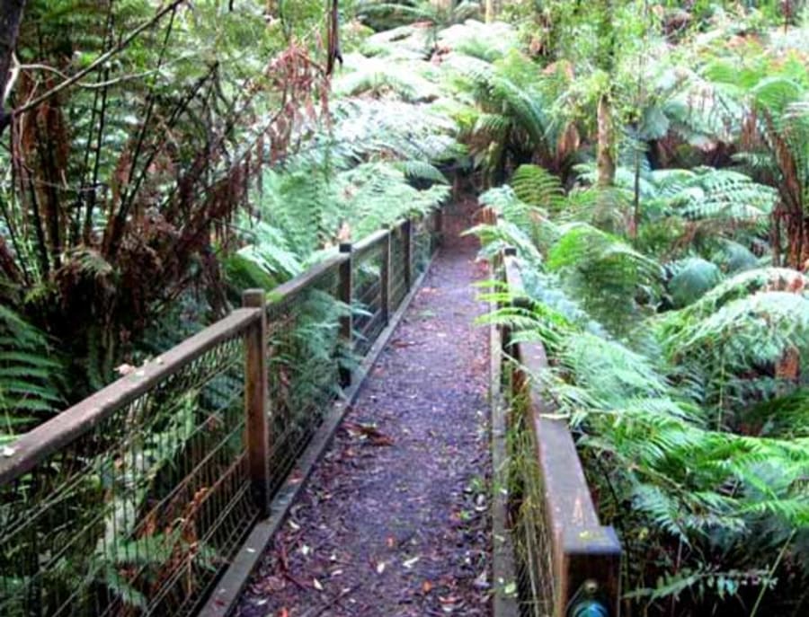 Eastern Sherbrooke Forest Walk