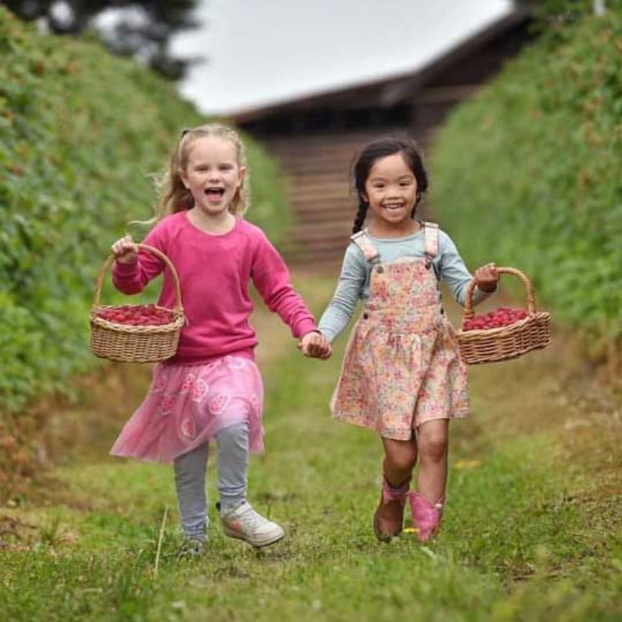 Raspberry Picking - The Villages | Dandenong Ranges