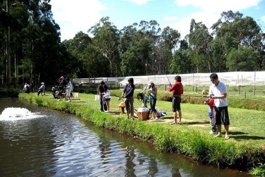 Rainbow Trout Farm Eastern Dandenong Ranges