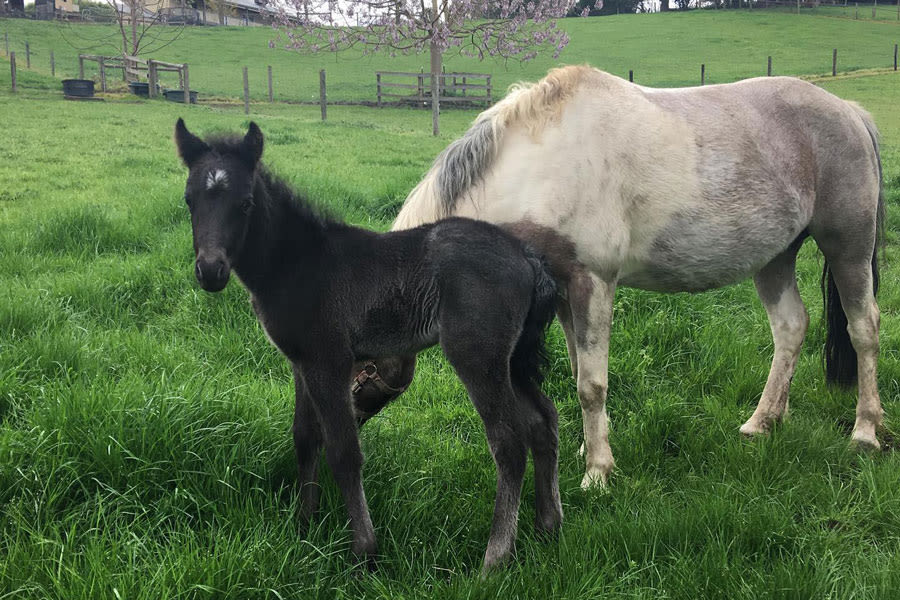 Emerald Ridge B&B Eastern Dandenong Ranges