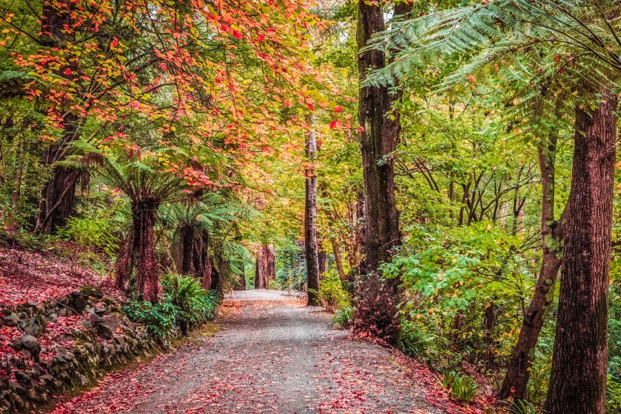 Eastern Dandenong Ranges