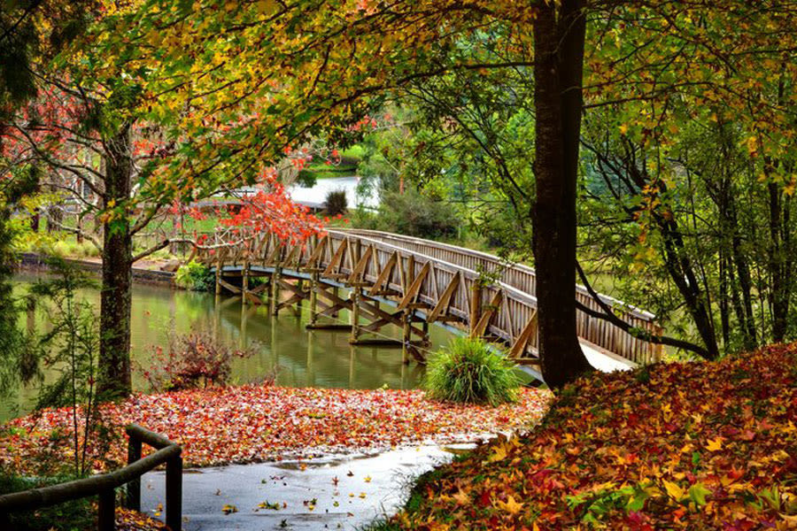 Ride the paddleboats, wade in the pool, watch Puffing Billy Steam Train