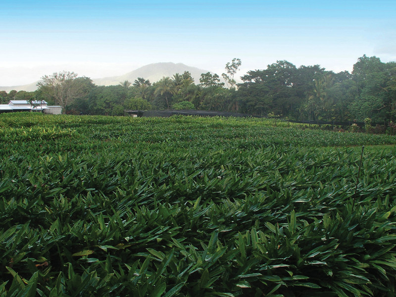 Tropical Blooms. Successfully trading for over 30 years