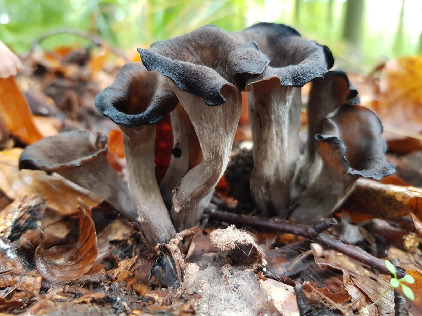 Affiche ou photo de Les champignons d’Acheux-en-Vimeu