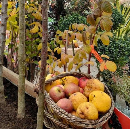 Affiche ou photo de Fête des arbres et fleurs d'automne