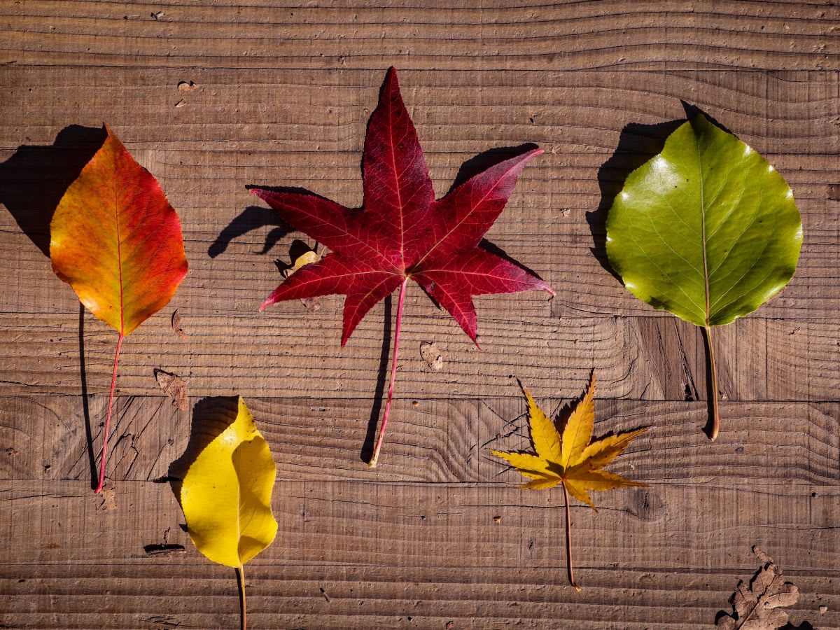 Affiche ou photo de Sortie parent-enfant : chasse aux feuilles d’automne