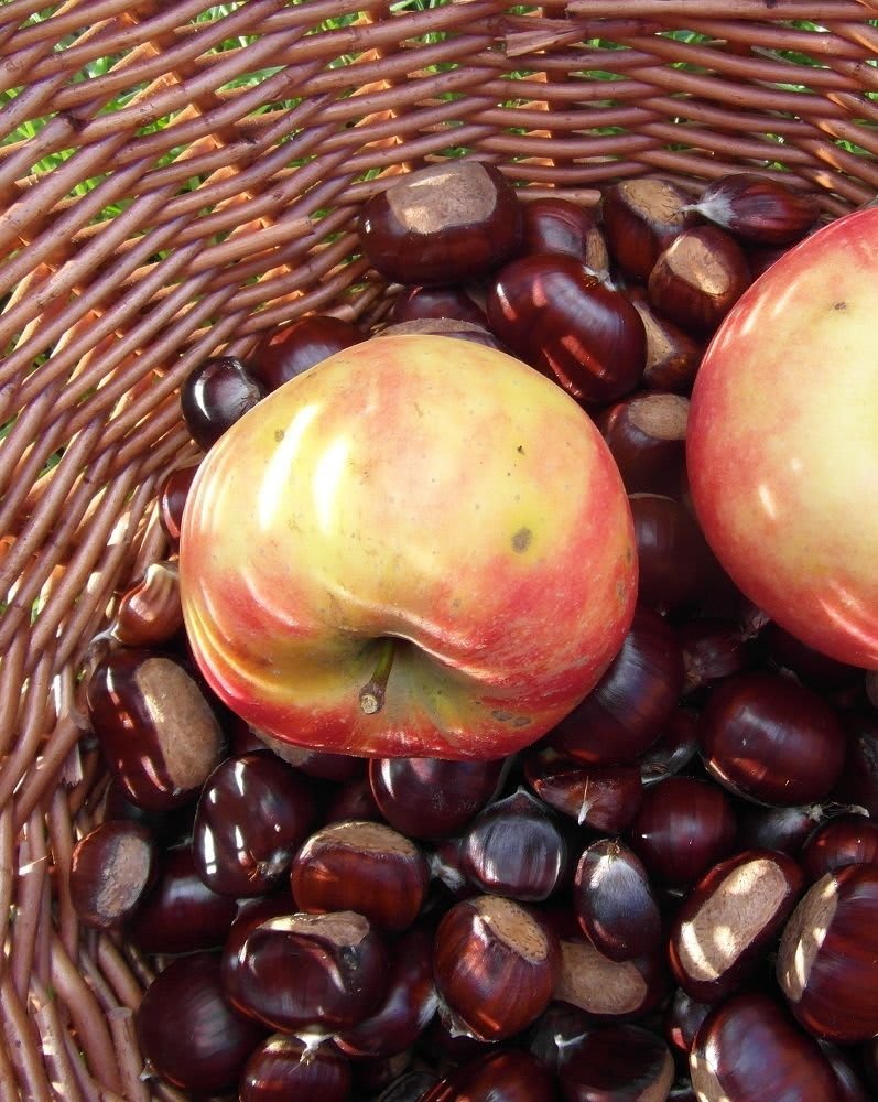 Affiche ou photo de Fête de la pomme et des saveurs d'automne