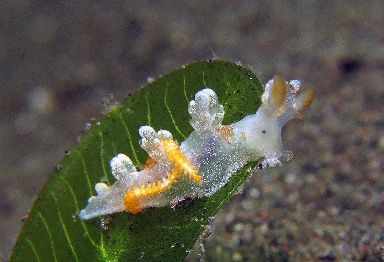 Bornella hermanni Bornella hermanni 日本二列鳃海蛞蝓| 潜水时光