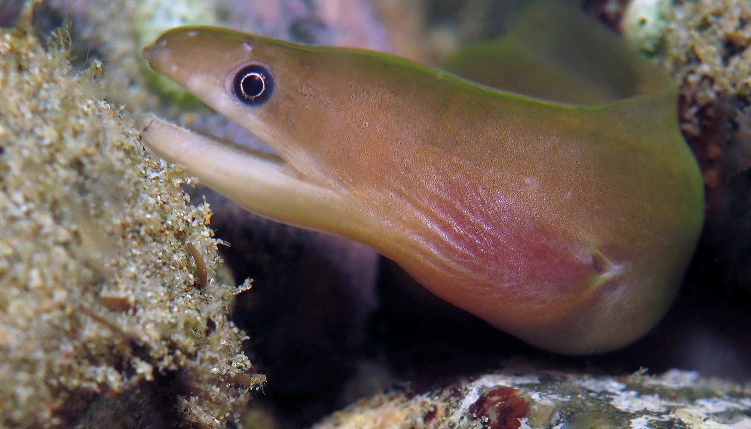 Gymnothorax herrei Gymnothorax herrei 海氏海鳗 潜水时光Lazydiving