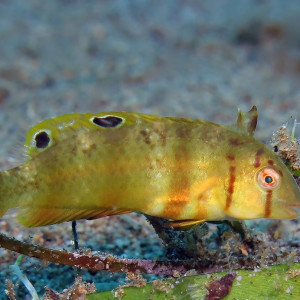 Iniistius aneitensis 安纳地颈鳍鱼 Philippines 菲律宾 Dumaguete 杜马盖地 @LazyDiving.com 潜水时光