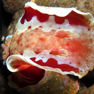 Hexabranchus sanguineus 血红六鳃海蛞蝓 Indonesia 印度尼西亚 Ambon 安汶 @LazyDiving.com 潜水时光