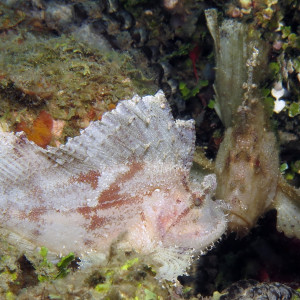Taenianotus triacanthus 三棘高身鲉 Indonesia 印度尼西亚 Ambon 安汶 @LazyDiving.com 潜水时光