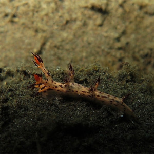 Dendronotus regius 华丽枝背海蛞蝓 Indonesia 印度尼西亚 Bali 巴厘岛 Tulamben 图蓝本 @LazyDiving.com 潜水时光