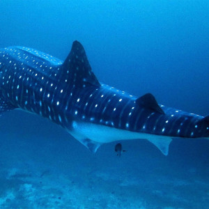 Rhincodon typus 鲸鲨 Maldives 马尔代夫 @LazyDiving.com 潜水时光