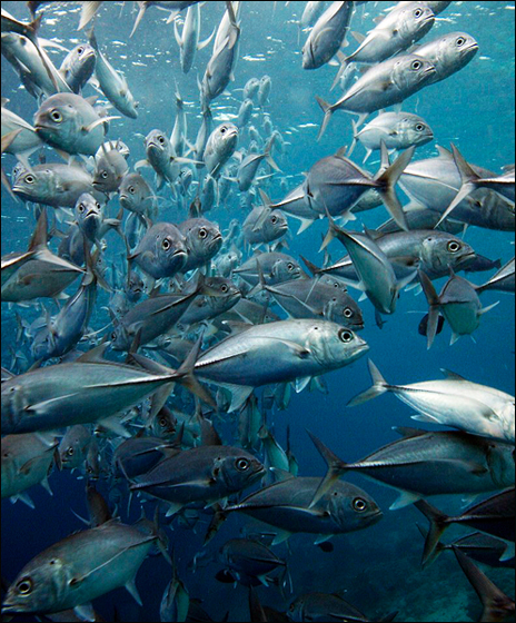 Pseudocaranx dentex Pseudocaranx dentex 杰克鱼 | 潜水时光Lazydiving