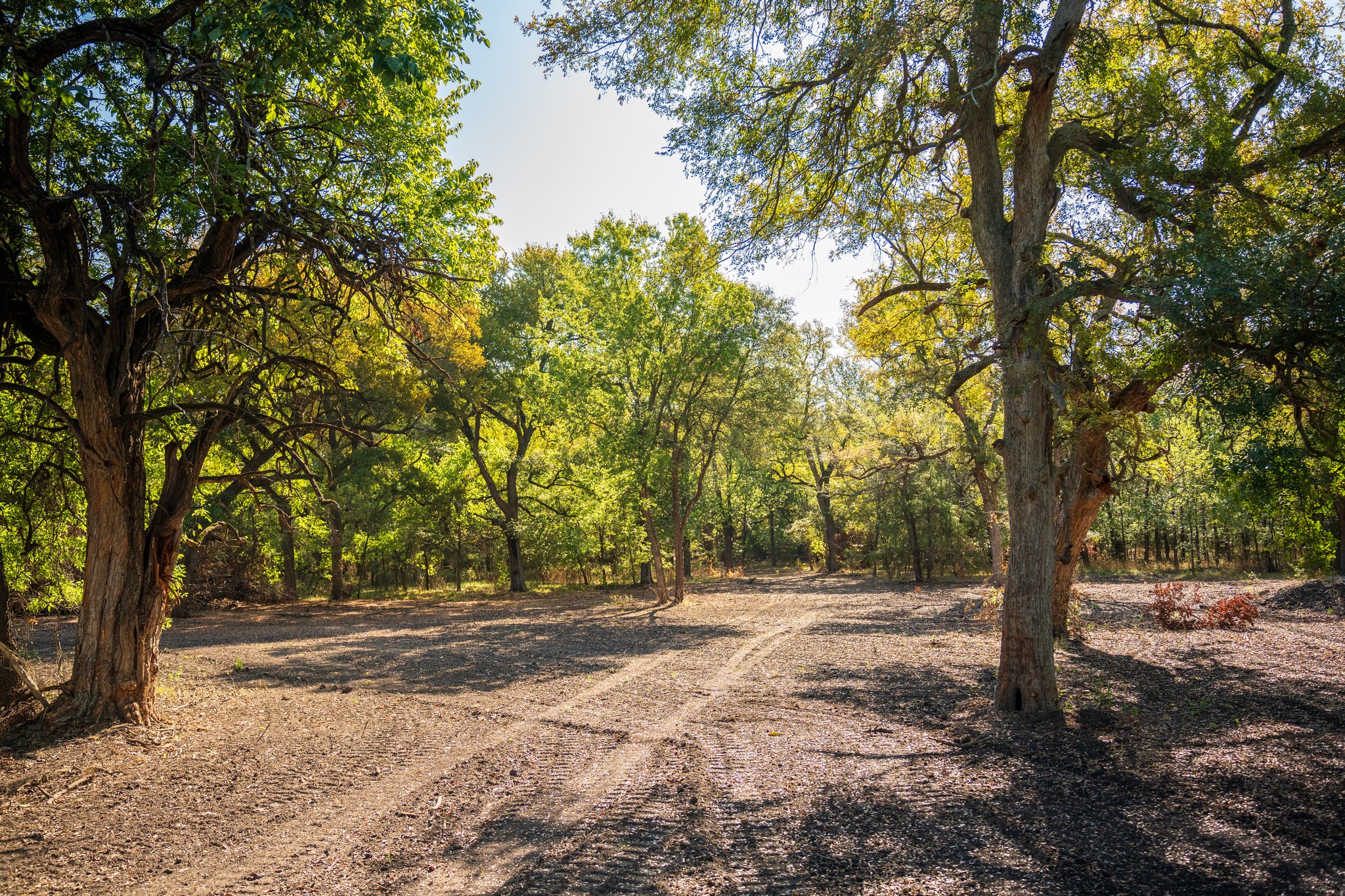 20.9 Acres in Fannin County - Image 2
