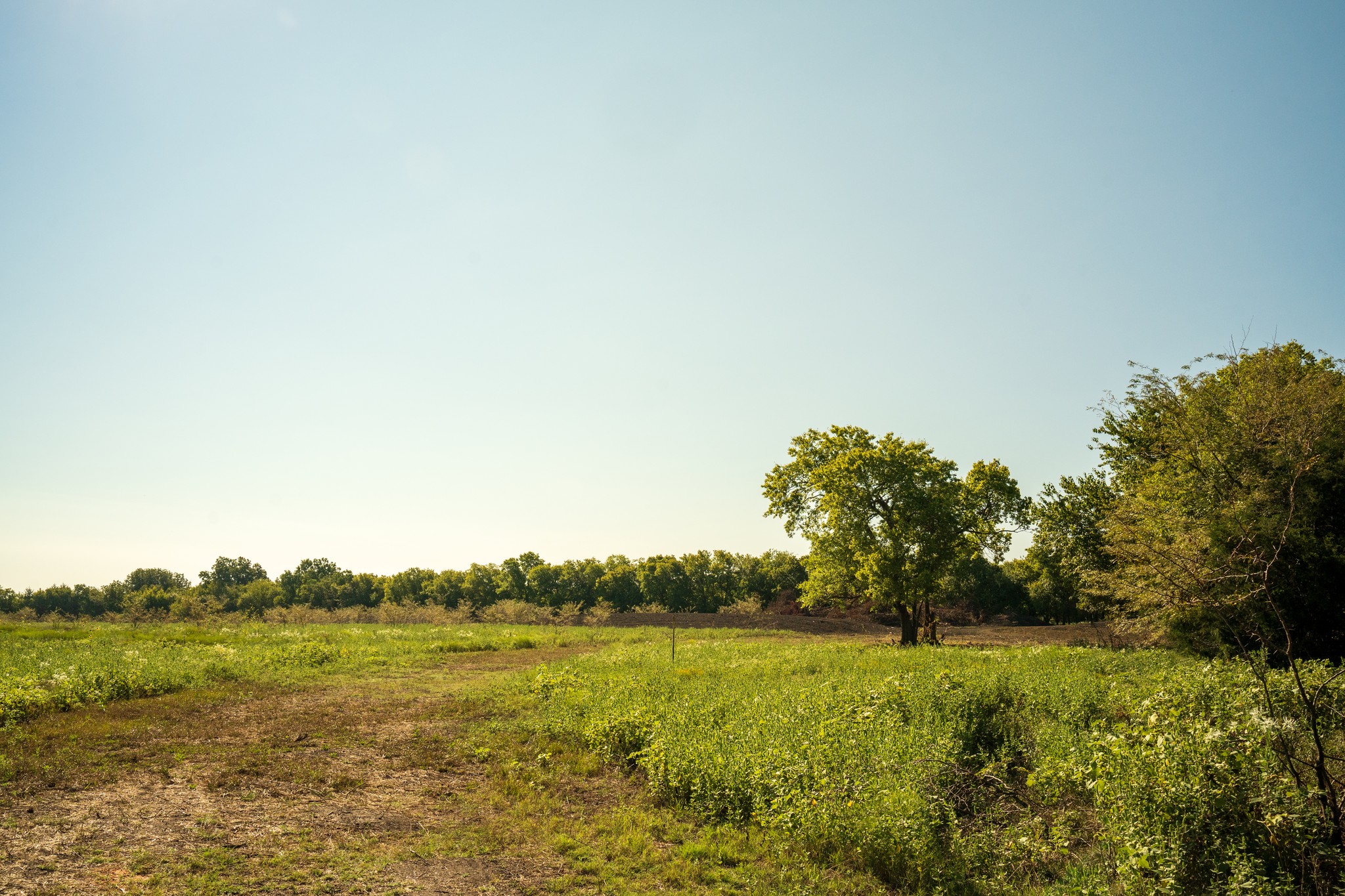 20.9 Acres in Fannin County - Image 3