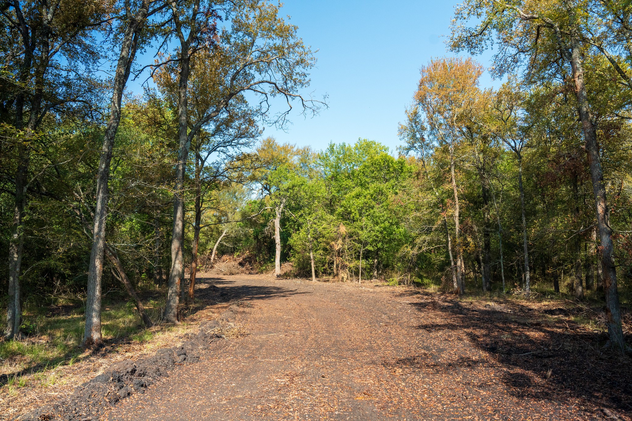 20.9 Acres in Fannin County - Image 5