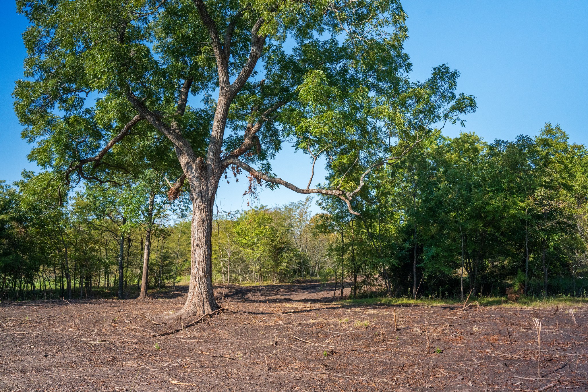 20 Acres in Fannin County - Image 2