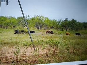 385 Acres in Callahan County, Tx - Image 8