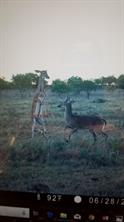 385 Acres in Callahan County, Tx - Image 10