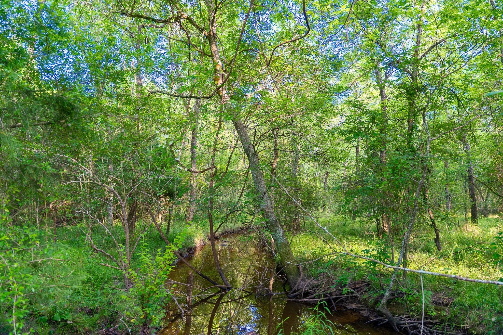 79.8 Acres in Madison County - Image 4