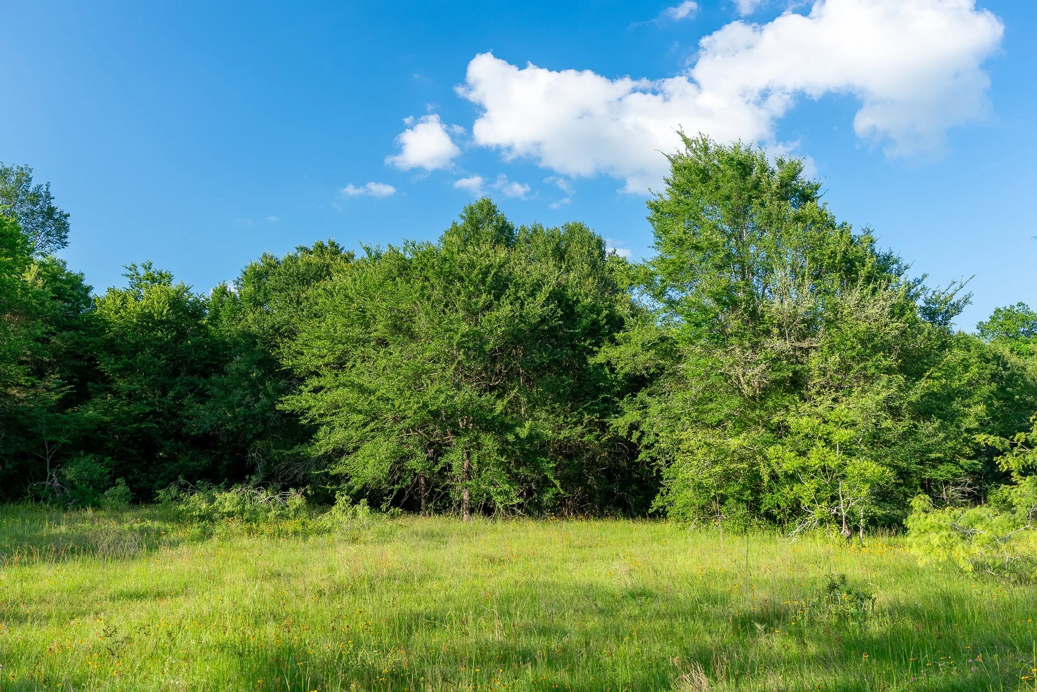 79.8 Acres in Madison County - Image 6