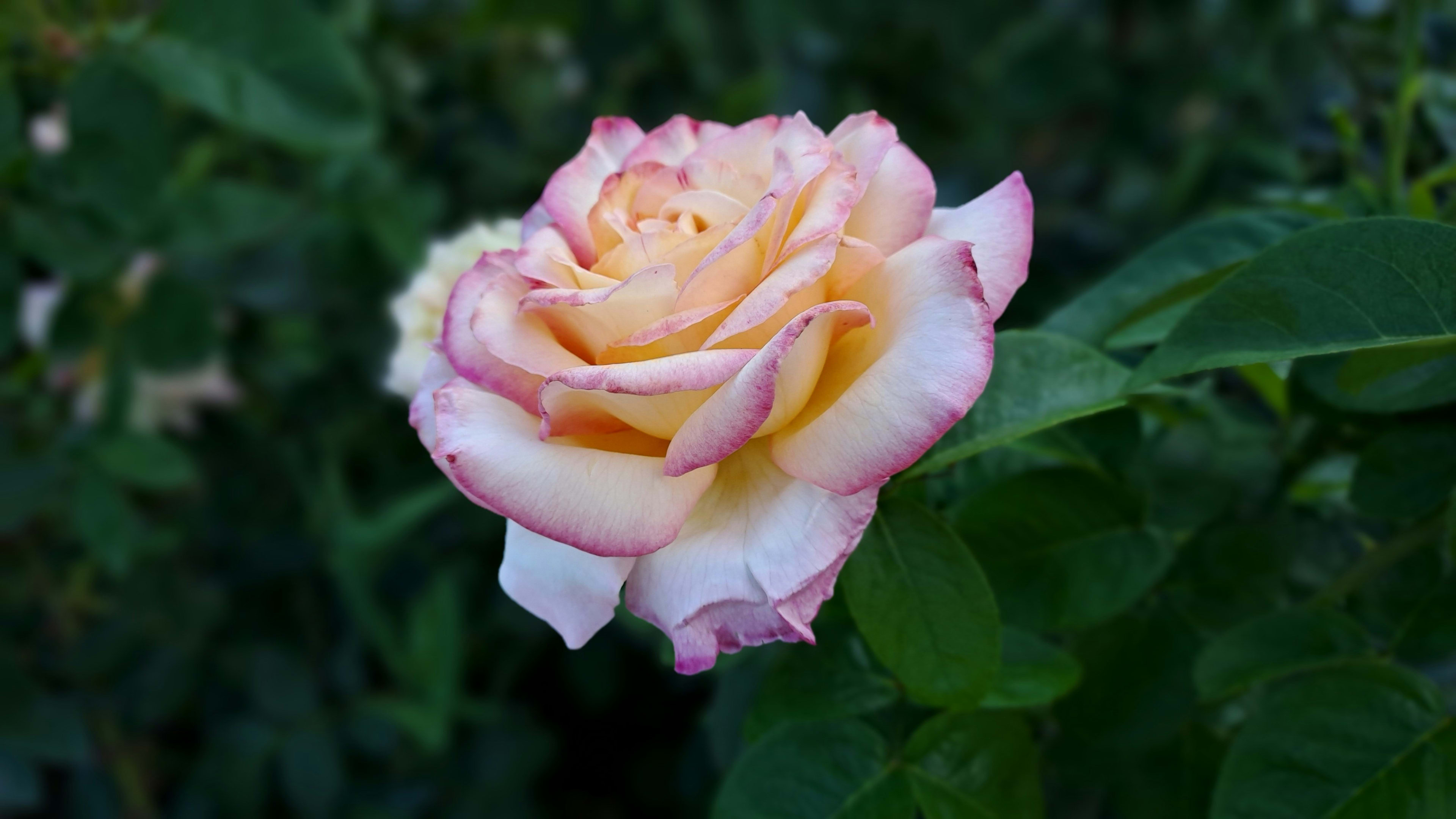 an image of something