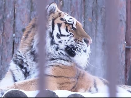 «Колючий десерт» для животных: хабаровчане нашли полезное применение новогодним ёлкам