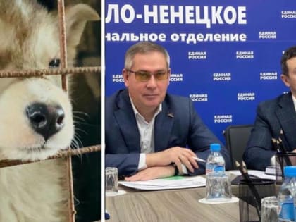 Благодаря новой электронной платформе «Питомцы Ямала», более 1700 бездомных животных обрели хозяев