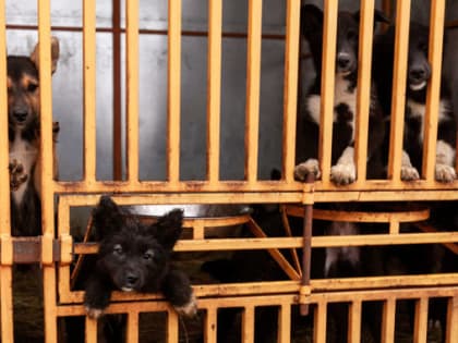 Акция «Коробка добра». Помочь животным Ноябрьска может каждый