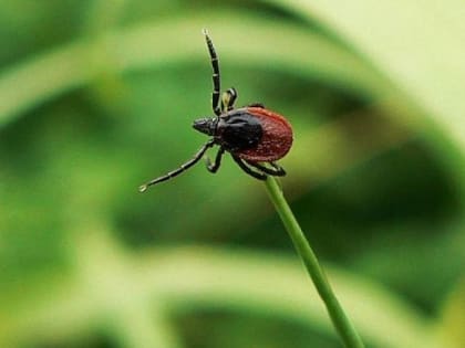 По словам специалистов, Ямал не эндемичен по клещевому вирусному энцефалиту и боррелиозу