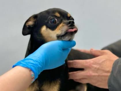 Акция «Осенний марафон» в ветеринарных клиниках округа