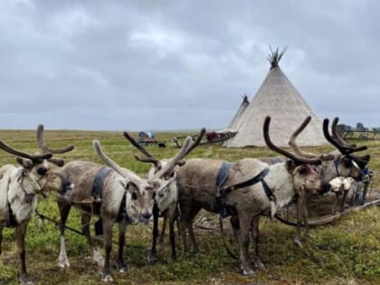 Ветеринары приступили к летнему этапу вакцинации северных оленей против сибирской язвы